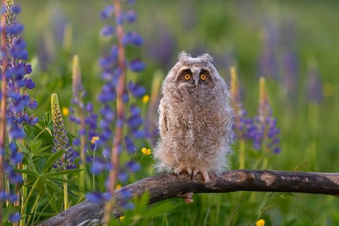 One young long-eared owl (Asio otus), sitting on a branch that is lying in a field of flowering