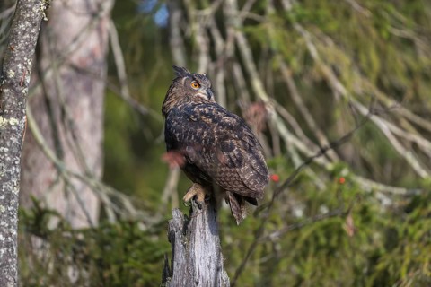 One Eurasian Eagle Owl, Bubo bubo, sitting on grey tree stump, a forest in the background. Early