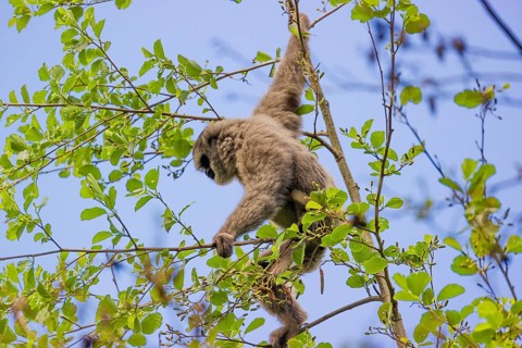 A White-handed gibbon, Hylobates lar, climbs in a tree