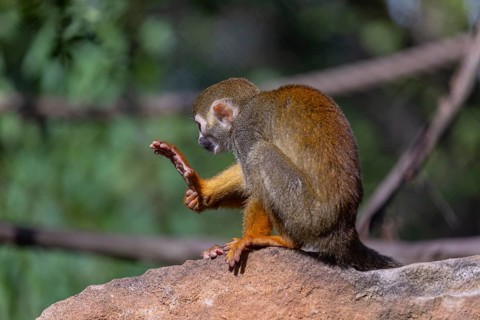 One baby Central American squirrel monkey, Saimiri oerstedii, sitting on a red rock, grooming
