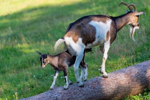 One female Tauernschecke goat, Capra aegagrus hircus, balancing along a tree trunk lying on meadow.