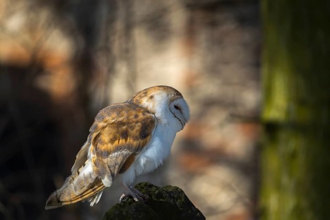 One barn owl (Tyto alba) sitting on top of a tree stump. Spotlight on the bird and a wall of a ruin