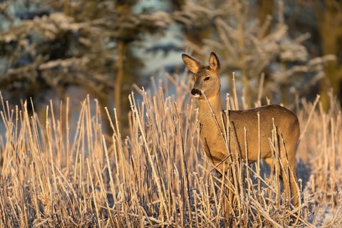 Roe deer standing in hoar frosted dead stinging nettle at minus 15 °C at sunrise. Trees and dead