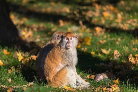 One female patas monkey (Erythrocebus patas)with her baby in late light on a green meadow