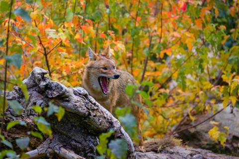 One golden jackal (Canis aureus) stands on a fallen tree trunk. Behind him is a tree in intense