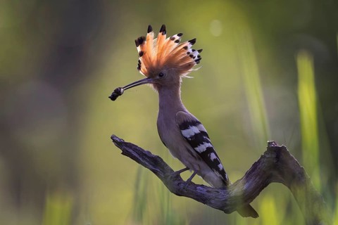 Hoopoe (Upupa epops) Bird of the Year 2022, male with beetle larva as food for the young birds,