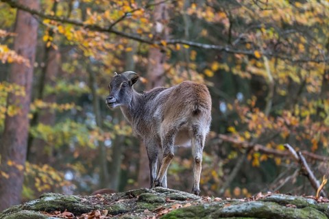 One female Himalayan Tahr (Hemitragus jemlahicus) standing in a forest. Green and yellow forest in