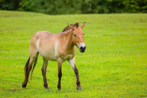 A Przewalski's horse (Equus ferus przewalskii or Equus przewalskii), walks across a paddock