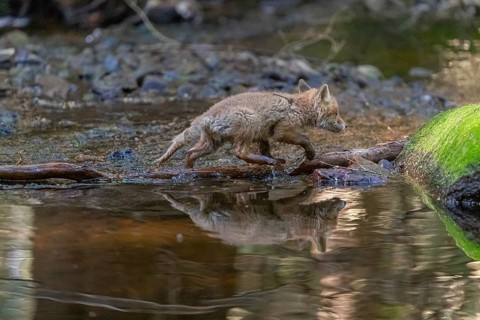 One young red fox, Vulpes vulpes, walking through a shallow forest creek in late light. Searching