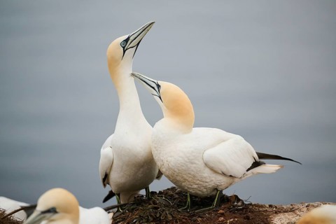 Northern gannet (Morus bassanus) couple greeting each other with their beaks, wildlife, Helgoland,
