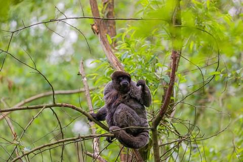 A common woolly monkey, brown woolly monkey, or Humboldt's woolly monkey (Lagothrix lagothricha)