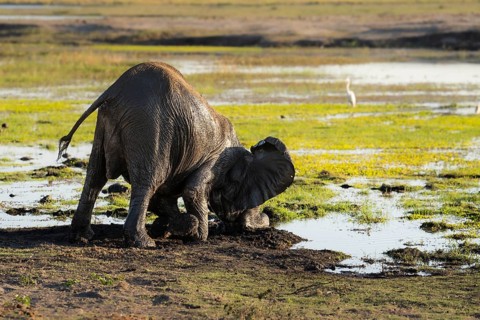 Young elephant calf, Loxodonta africana, pushes its head into the mud. Its back is lifted up, face