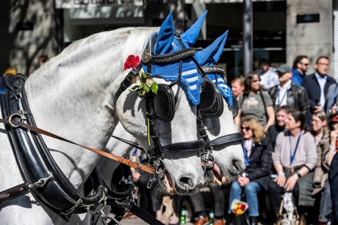 Horses in the procession of the historically costumed guildsmen, Sechseläuten or Sächsilüüte,