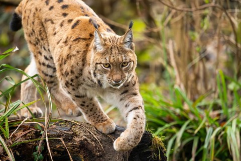 Eurasian lynx (Lynx lynx), in a forest, captive, Bavaria, Germany, Europe