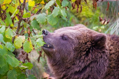 An adult female brown bear (Ursus arctos arctos) eating leaves from a birch tree