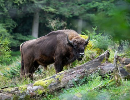 European bison (Bison bonasus) bull in near-natural habitat, captive, Germany, Europe
