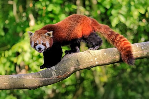 Western Red panda Ailurus fulgens), adult, on tree trunk, running, captive, Himalayas, Central Asia