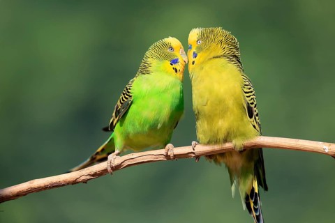 Budgerigar (Melopsittacus undulatus), adult, pair, male, female, two, in perch, courtship, social