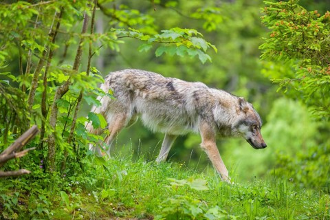A male grey wolf (Canis lupus lupus) runs down a hill across a meadow