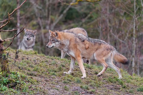 Three grey wolves (Canis lupus lupus), an adult female and a male as well as a cub, stand on a