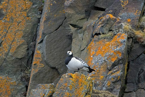 Barnacle goose (Branta leucopsis) standing on rock ledge in cliff face in summer on Svalbard,