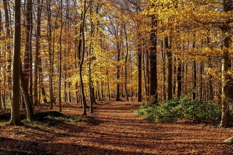 Autumn in the forest near Havixbeck, Münsterland, North Rhine-Westphalia, Germany, Europe