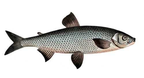 Fish, Fish, Salmon family, Salmo maraena, large whitefish, vendace, cisco, lake herring,