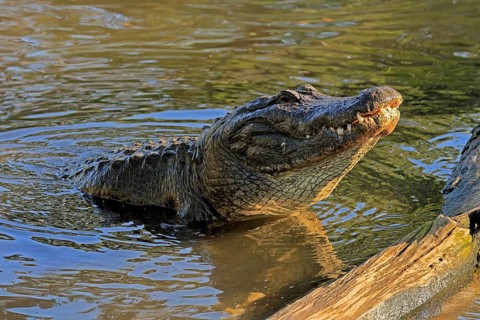 Mississippi Alligator (Alligator mississippiensis), pike alligator, adult, friendly, portrait,
