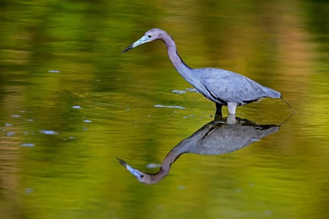 Great Blue Heron (Egretta caerulea), adult, in water, alert, foraging, Merritt Island, Black Point
