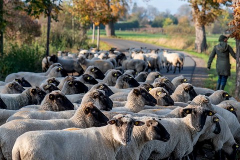 A herd of black-headed sheep (Ovis gmelini aries) on a road, Mecklenburg-Western Pomerania,