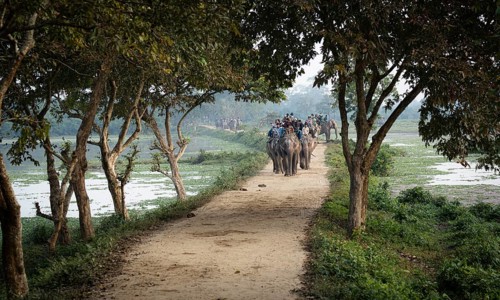 Tourists ride elephants during a safari at Kaziranga National Park on December 5, 2024 in