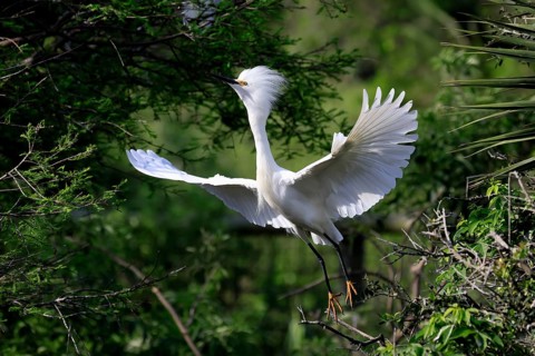Great Egret (Egretta thula), adult, flying, St. Augustine, Florida, North America, USA, North