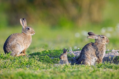 European rabbits, common rabbit (Oryctolagus cuniculus) parents with young, kit sitting near
