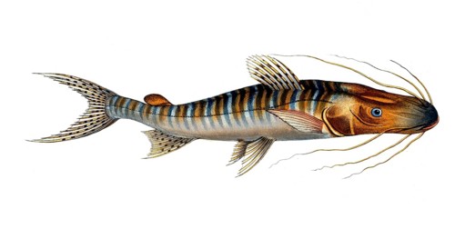 Fish, Fish, Fish genus from the family of the true catfishes within the order of the catfishes,