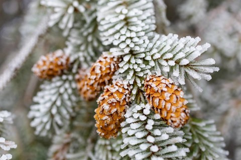 Cones on a coniferous branch with hoarfrost, Germany, Europe