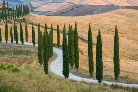 Typical Tuscan landscape in Crete Senesi with hills, trees, fields, cypresses and farm road in