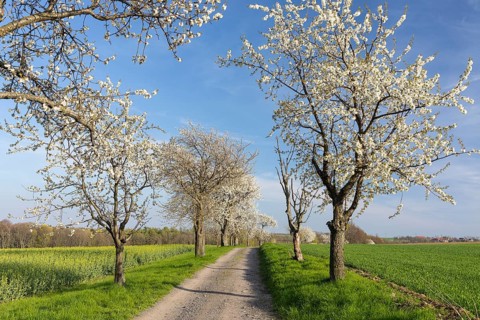 Cherry tree avenue (Prunus) in bloom, Klipphausen, Saxony, Germany, Europe