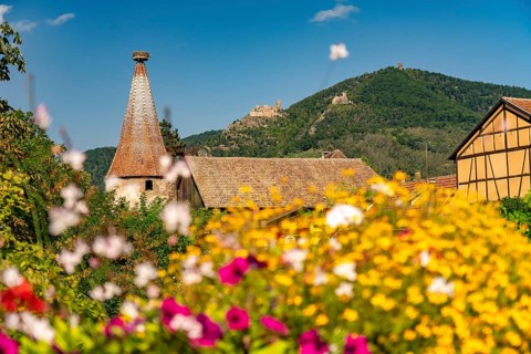 Colourful flower arrangements in Ribeauville, Alsace, France, Europe