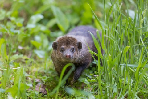 One Common cusimanse, Crossarchus obscurus, walking thru lush tall grass