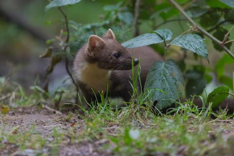 Young european pine marten sitting on the ground framed with green leaves