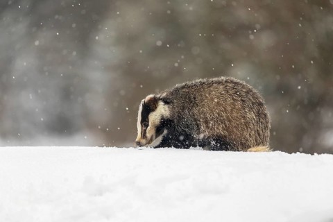 One young European badger (Meles meles) walking through deep snow during snow fall