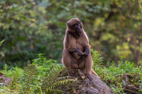Portrait of an adult female Gelada (Theropithecus gelada), or bleeding-heart monkey, resting on a