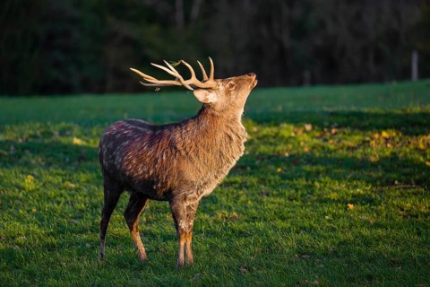 One Dybowski stag (Cervus nippon hortulorum) stands on a green meadow at sunrise and shows flehmen
