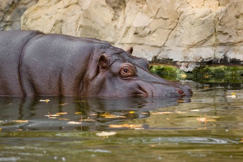 A hippopotamus or hippo (Hippopotamus amphibius), entering the river, partially submerged