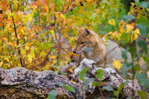 One golden jackal (Canis aureus) stands on a fallen tree trunk. Behind him is a tree in intense