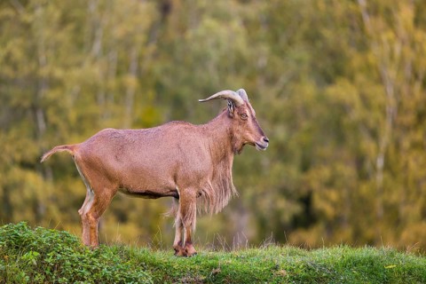 One Barbary sheep (Ammotragus lervia) stands on green hilly ground. A forest is in the background