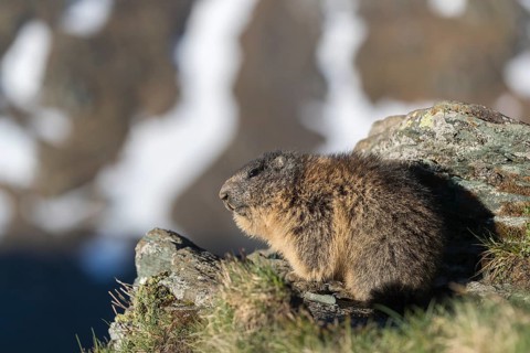 One Alpine Marmot, Marmota marmota, standing on a rock with green grass, mountains in the distant