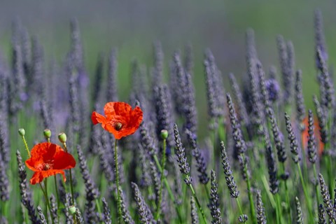 Corn poppy in a lavender field, Provence, France, Europe