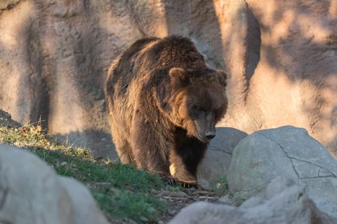 One Kamchatka brown bear (Ursus arctos piscator), walking over grass between rocks. Some green