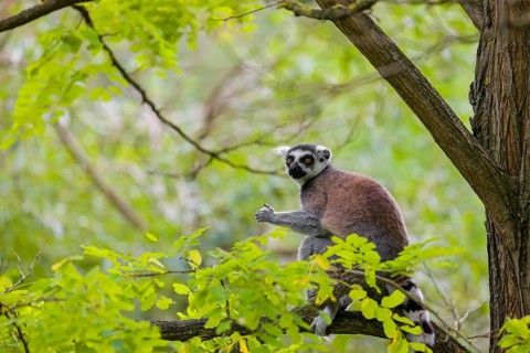 A ring-tailed lemur (Lemur catta) stands high up on a branch of tree with fresh green leafs